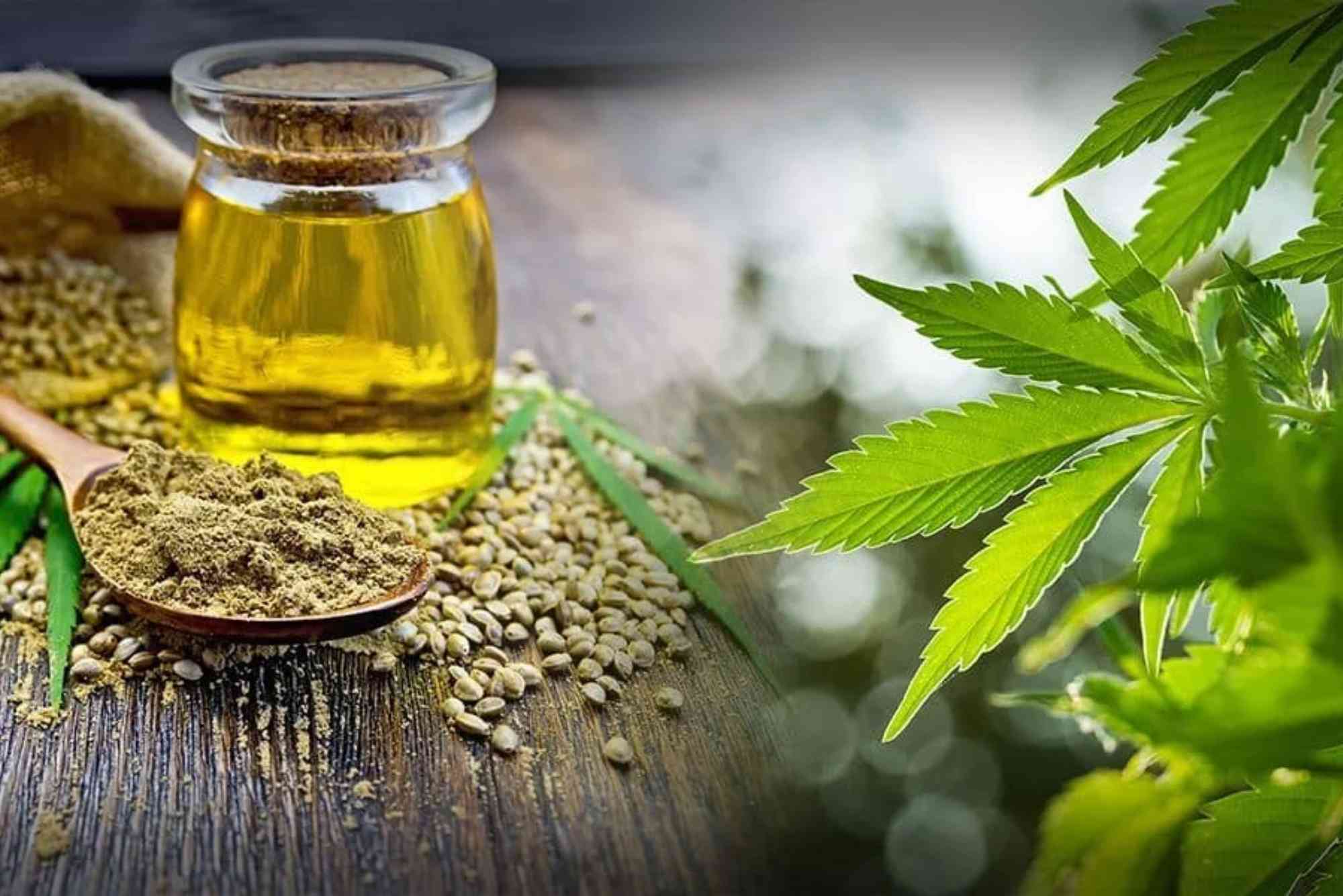 CBD Endocannabinoid System UAE